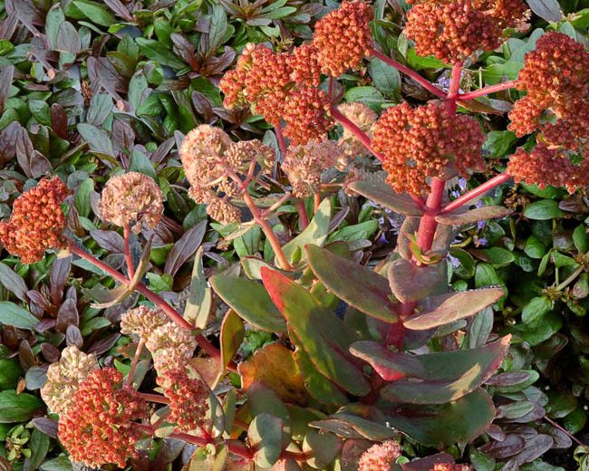 Sedum 'Touchdown Jade' (Stonecrop)