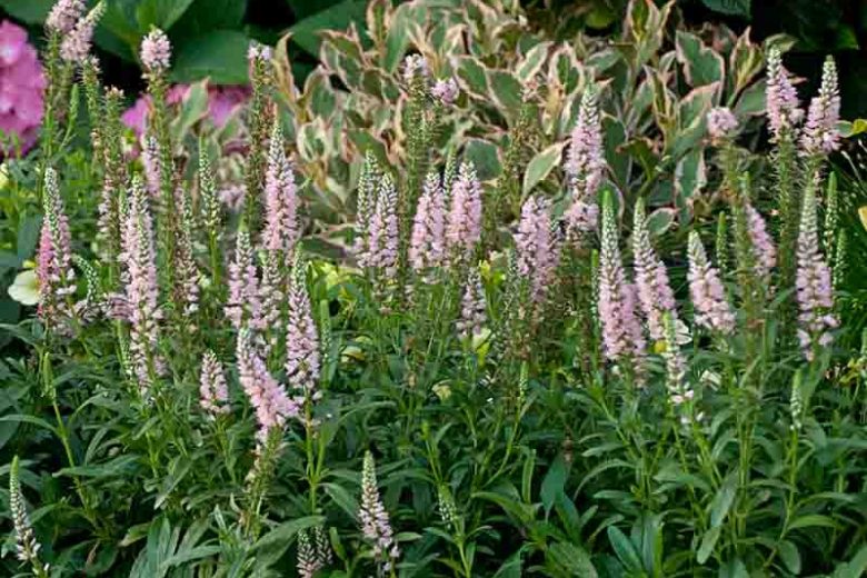 Veronica 'Sweet Lullaby' (Spike Speedwell)