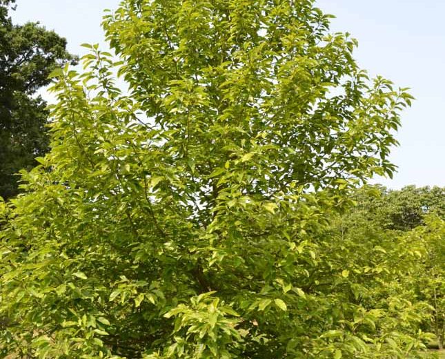 Magnolia acuminata (Cucumber Tree)