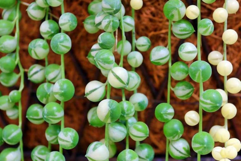 String of Pearls Plant, Senecio rowleyanus