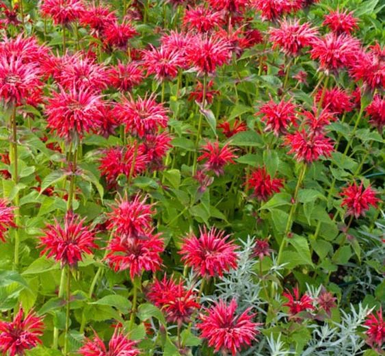 Monarda 'Gardenview Scarlet' (Bee Balm)