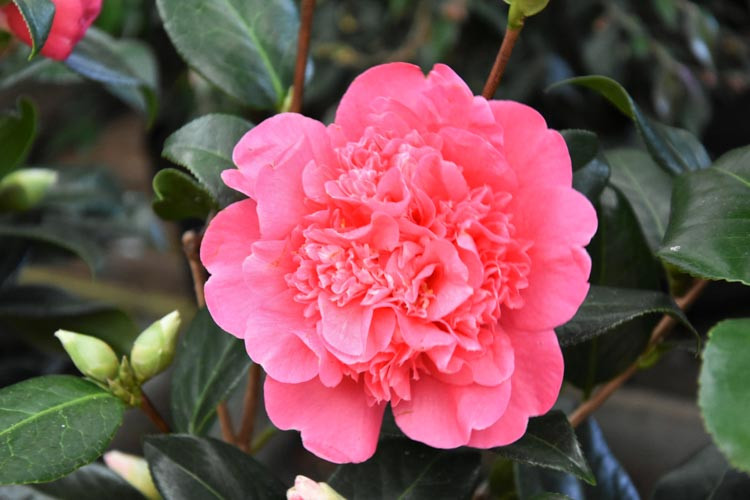 Williams: Tea scale can damage camellias