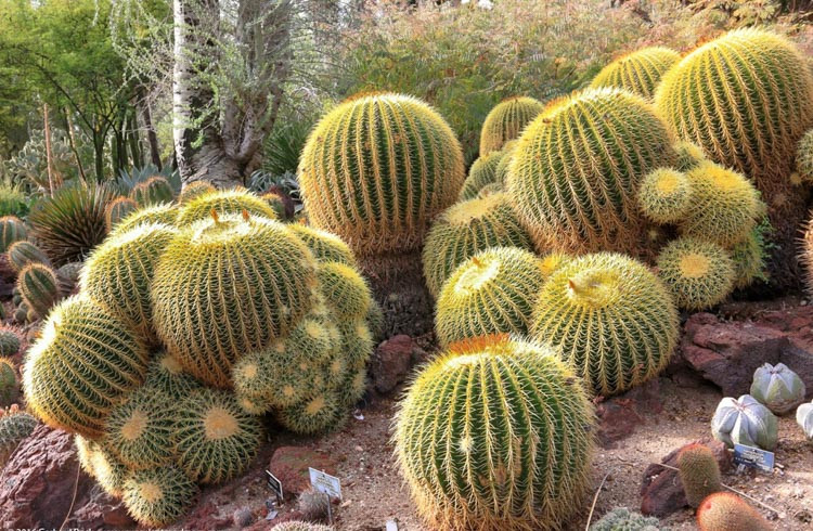 Barrel Cactus Plant