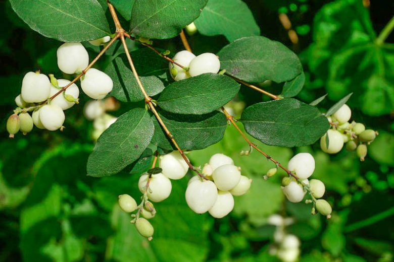 5 Bushes And Trees With White Berries - Plants With White Berries