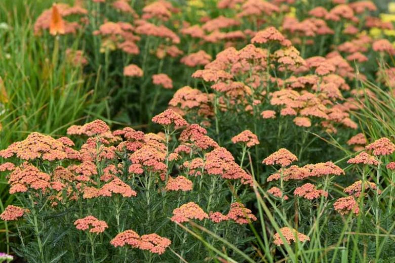 Achillea millefolium 'Firefly Peach Sky' (Yarrow)