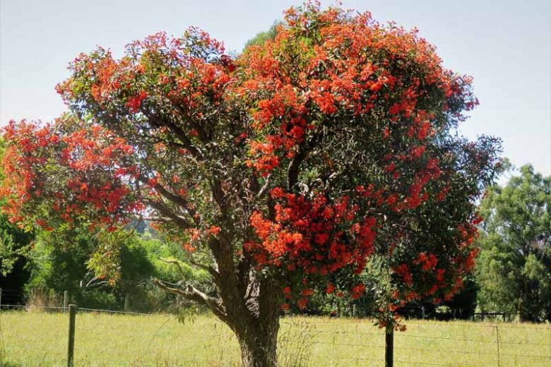 Red Flowering Gum! Native to Australia, Corymbia ficifolia is one of the  most widely planted trees in the broader Eucalyptus family. In 1