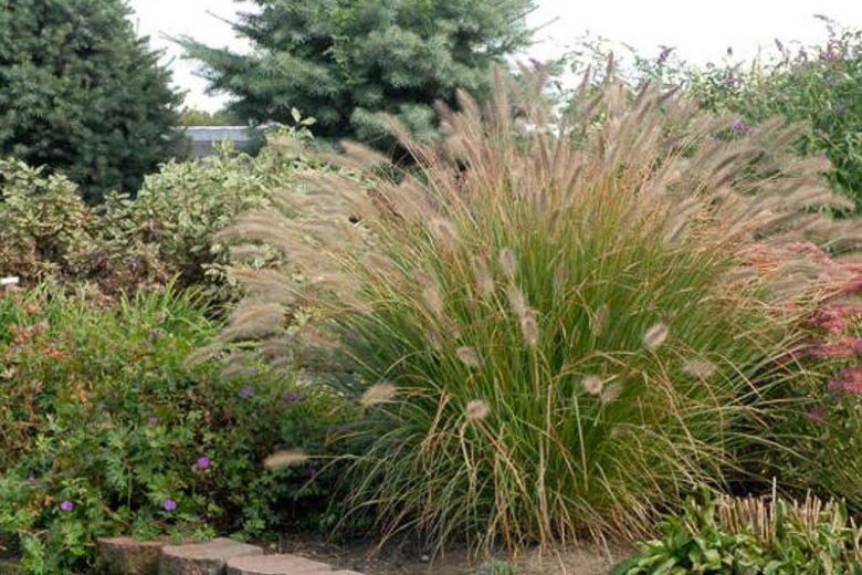 Pennisetum alopecuroides 'Desert Plains' (Fountain Grass)