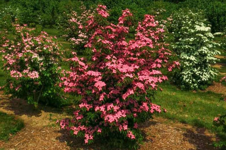 Cornus kousa Scarlet Fire (Kousa Dogwood)