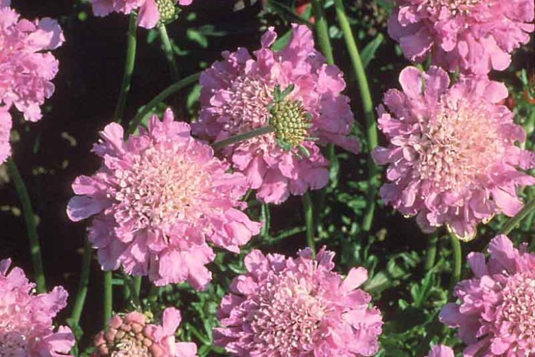 Scabiosa 'Pink Mist' (Pincushion Flower)