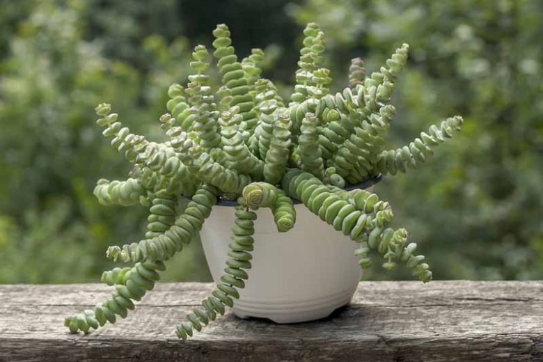 12 Amazing String of Plants to Add to Your Collection