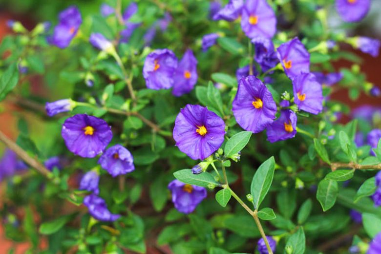 potato vine flower purple