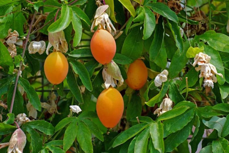 passiflora caerulea fruit