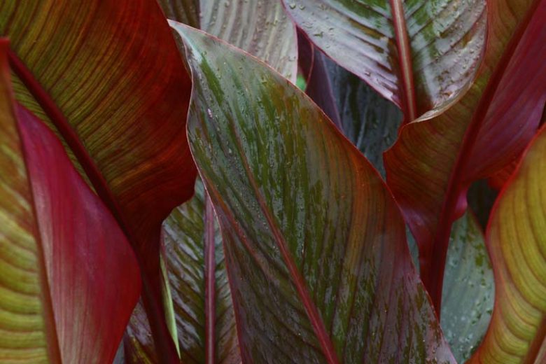 Canna 'australia' (canna Lily)