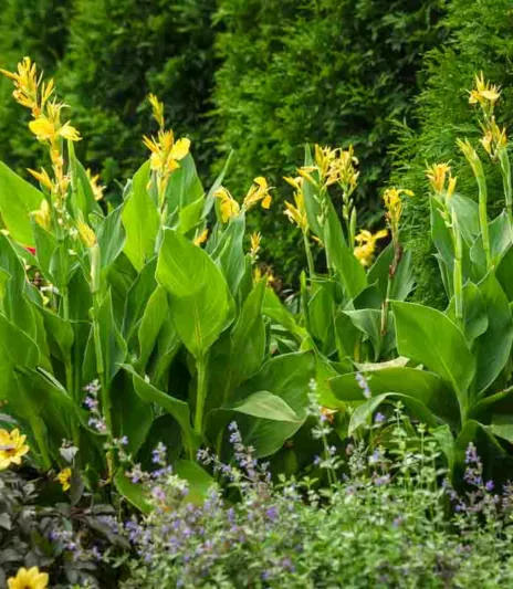 Canna 'Toucan Yellow' (Canna Lily)