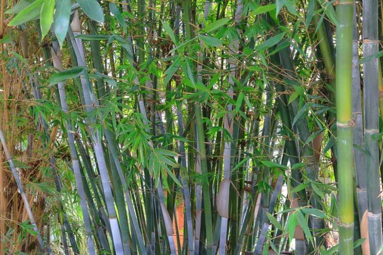 Blue Bamboo Brief