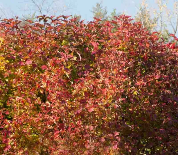Viburnum trilobum Redwing™ (American Cranberrybush)