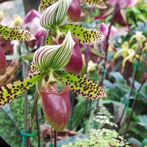 Waling-Waling Mini in Neon Orchid – Tropik Beatnik