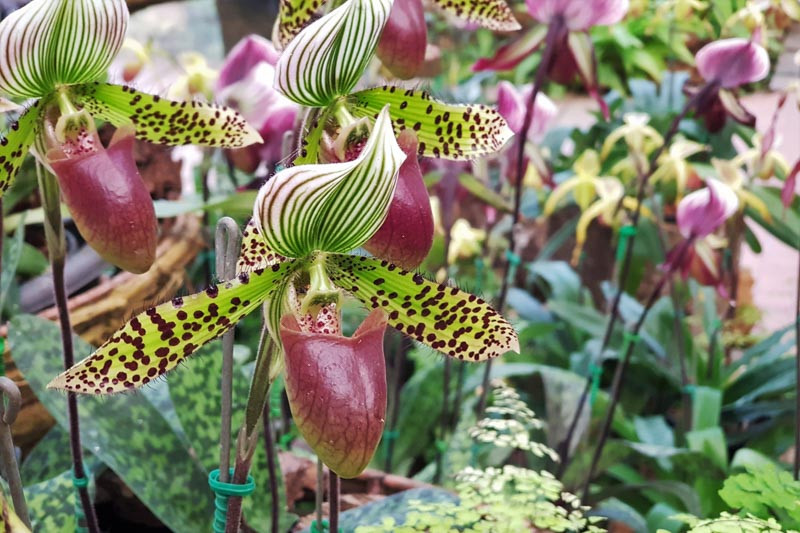 Florida Native Orchids for Sale  Buy Orchids Online & at the Garden
