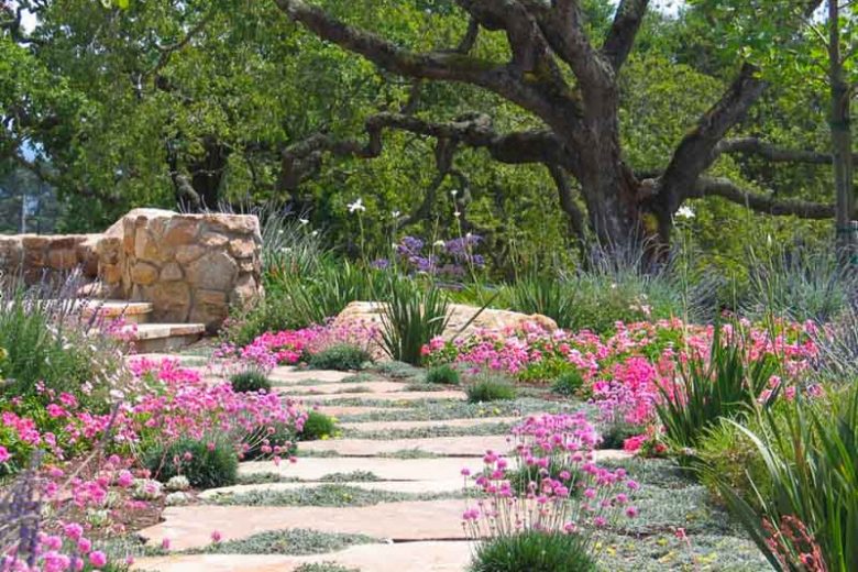 Drought Tolerant Flower Seed Collection - Xeriscape Rock Garden