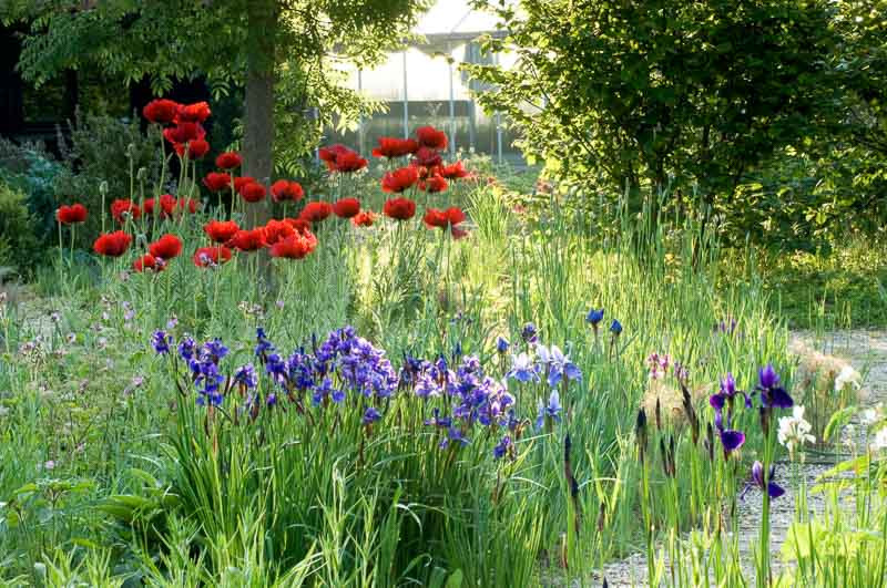 A Lovely Spring Border Idea with Siberian Iris and Oriental Poppies