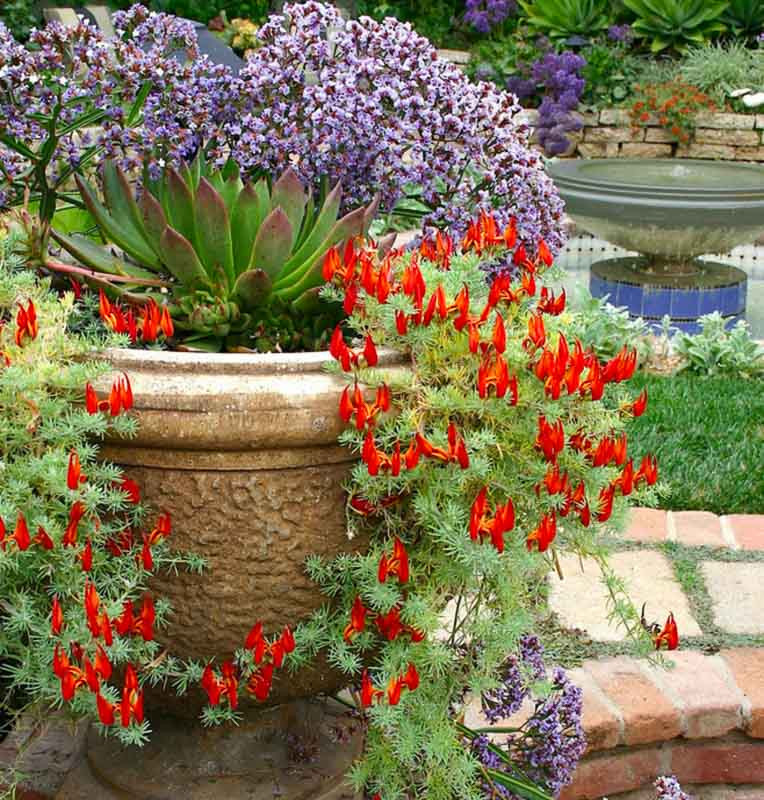 A Long-Lasting and Colorful Front Garden