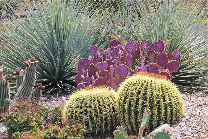 Arizona Barrel Cactus Info: Carin For Arizona Barrel Cacti In Gardens