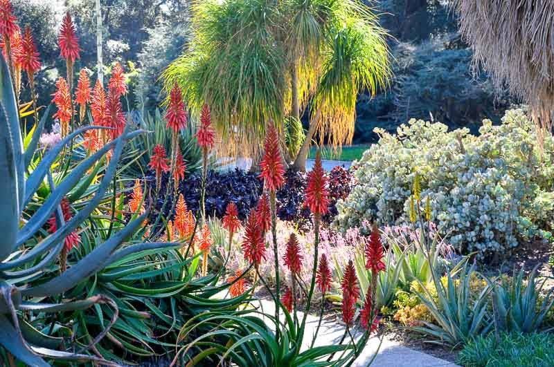 A Strikingly Colorful and Low-Care Mediterranean Border