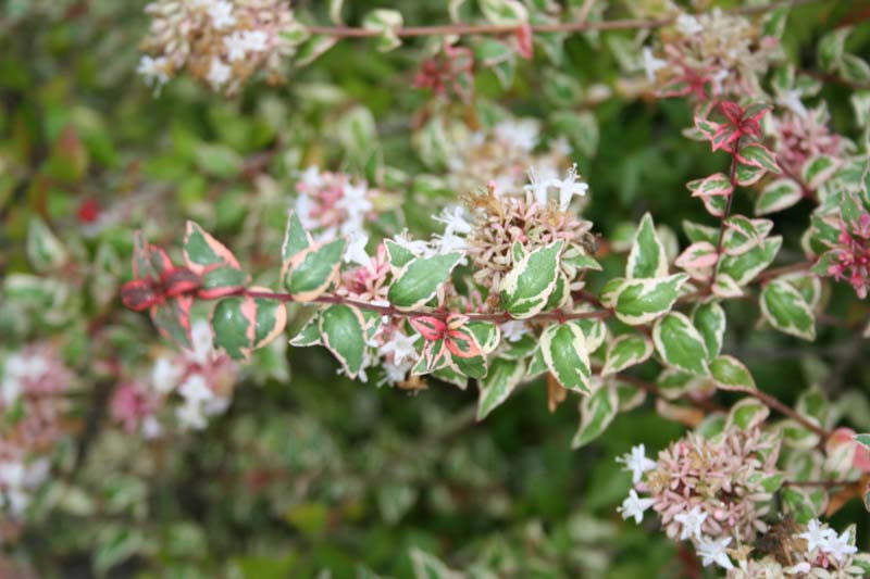 mardi gras abelia x grandiflora