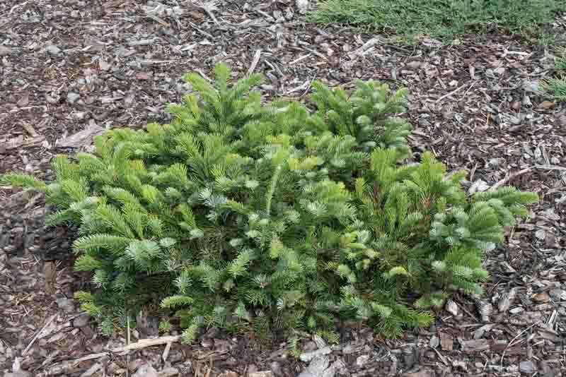 Abies amabilis 'Spreading Star' (Pacific Silver Fir)