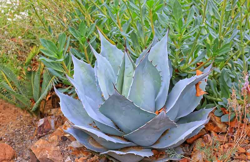 Agave ovatifolia 'Frosty Blue' (Whale's Tongue Agave)