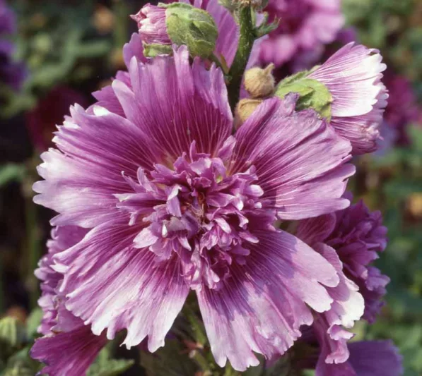 Alcea rosea 'Queeny Purple' (Hollyhock)
