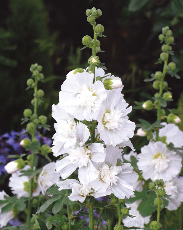 Alcea rosea 'white