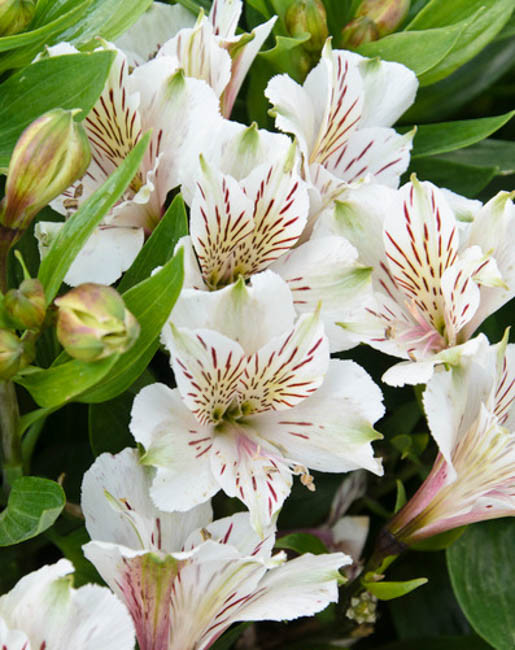 Alstroemeria Inticancha 'Antarctica' (Peruvian Lily)