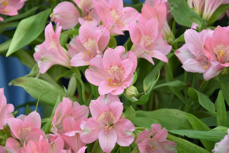 Alstroemeria 'Prima Donna' (Peruvian Lily)