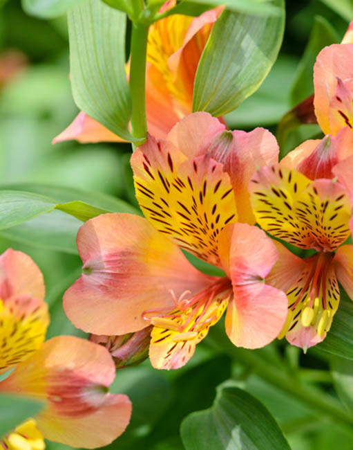 Alstroemeria 'Prima Donna' (Peruvian Lily)