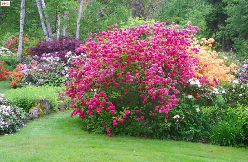 Azaleas and store rhododendrons