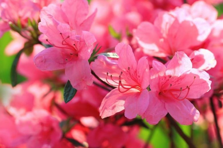 Azaleas and Rhododendrons for Small Gardens