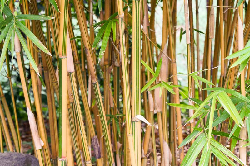 Alphonse Karr Bamboo: Cultivating Elegance in Your Garden