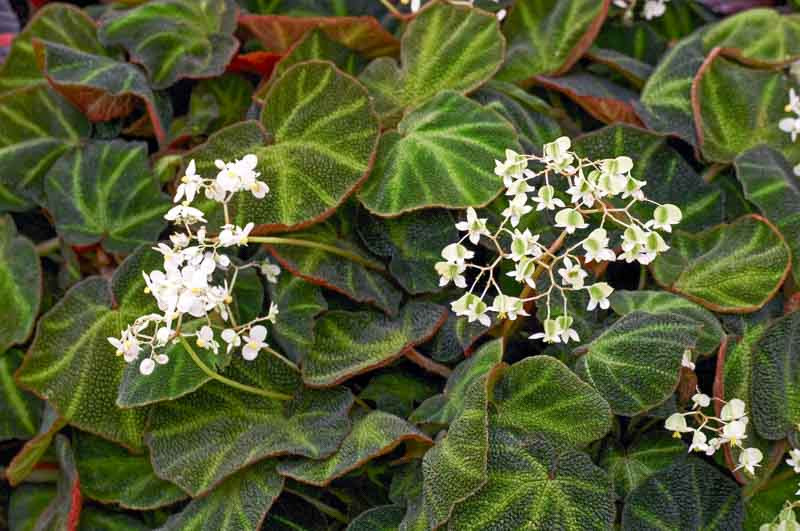 Begonia soli-mutata (Sun-Changing Begonia)