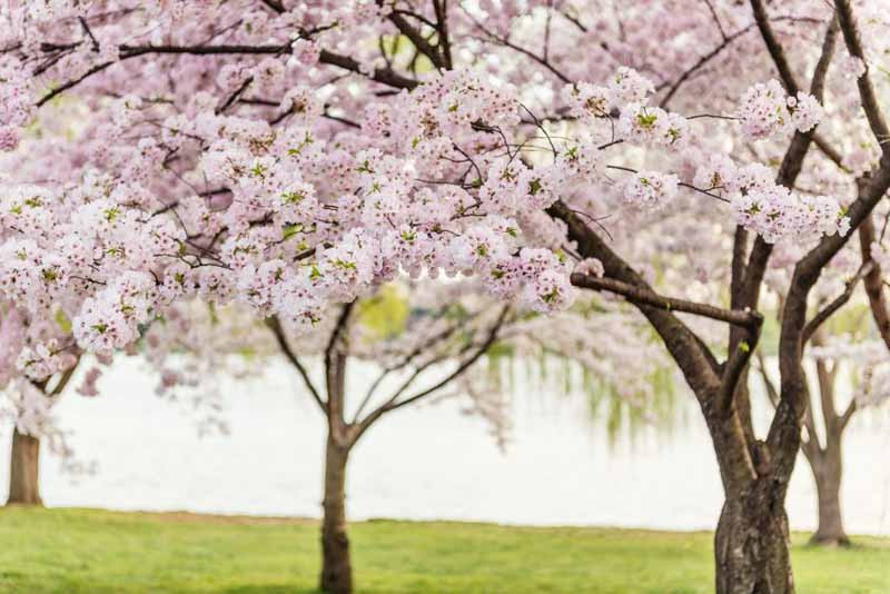 4 Best Flowering Cherry Trees to Grow in the South