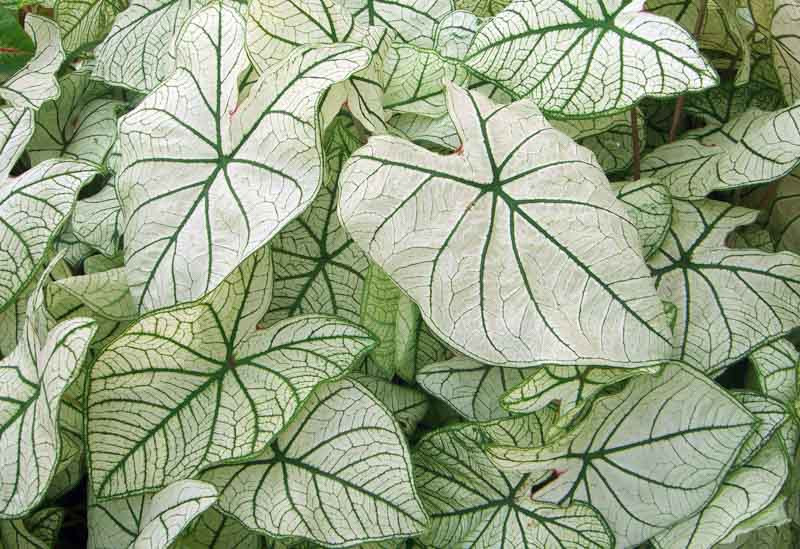 Caladium 'Candidum Junior' (Angel Wings)