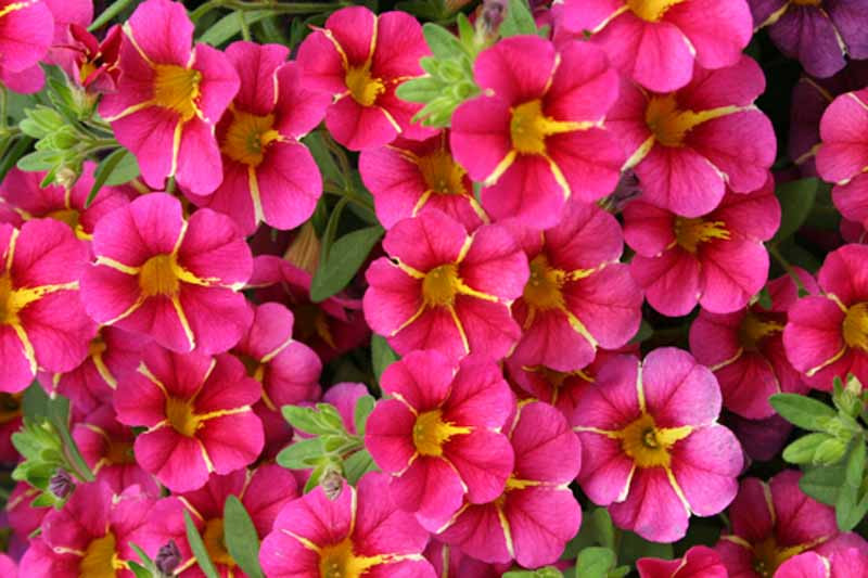 Calibrachoa 'Superbells Cherry Star'