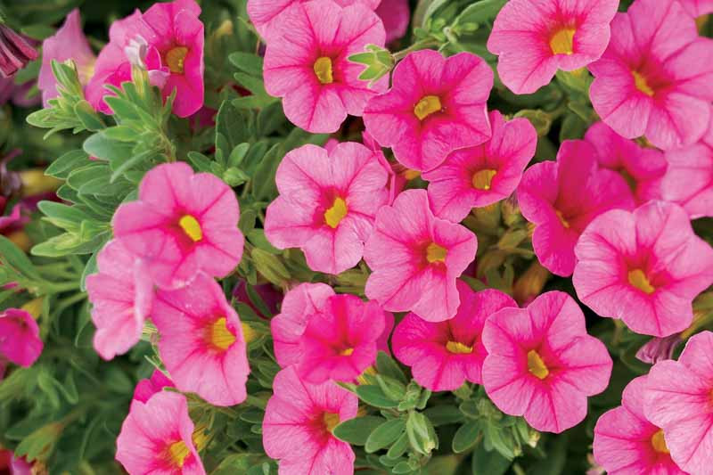 Calibrachoa 'Superbells Pink'