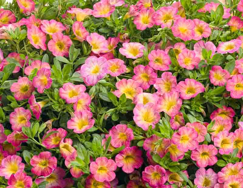 Calibrachoa 'Superbells Sweet Tart'