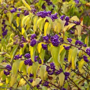 Great Shrubs with Berries for Winter Interest for New England