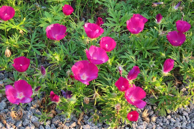 Callirhoe involucrata (Purple Poppy Mallow)