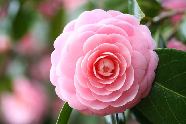 Camellia japonica 'Pink Perfection