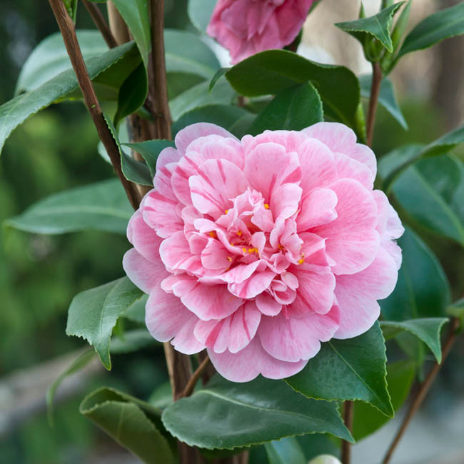 Camellia japonica 'Tricolor'