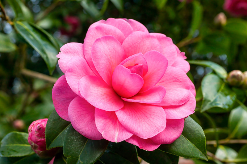 Camellia x williamsii 'Water Lily'