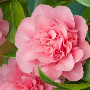 Camellia x williamsii (Hybrid Camellia)